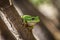 Single European tree frog - Hyla arborea