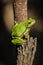 Single European tree frog - Hyla arborea