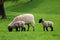Single Ewe and two lambs following and grazing