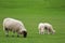 Single Ewe and two lambs grazing in a field