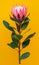 Single Exotic protea flower isolated on yellow background