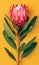 Single Exotic protea flower isolated on yellow background