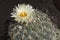 Single Exquisite Yellow Sea-urchin Cactus Flower among Vicious Spines