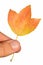 Single fall orange to yellow leaf possibly of Acer genus tree held in left hand of adult male person, white background