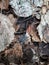 A single feather of Great spotted woodpecker Dendrocopos major on the ground on dry brown leaves