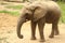 Single female African elephant standing on sand eating