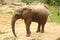 Single female African elephant standing on sand eating small tre