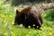 Single female black bear sniffing yellow dandelion