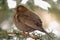 Single female Blackbird bird on a tree branch during a winter period