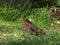 Single female blackbird, turdus merula on ground