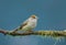 A single female blackcap sat on a branch