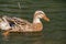 Single Female Mallard Duck Swimming on Green Lake, Azores