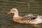 Single Female Mallard Duck Swimming on Green Lake, Azores