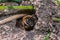 Single female mining bee in her hole on the ground