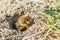 Single female mining bee in her hole on the ground