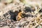 Single female mining bee in her hole on the ground