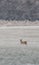 Single female roebuck on frozen meadow