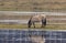 Single female Tarpan like Polish Hors feeding next to water