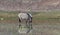 Single female Tarpan like Polish Hors feeding in water