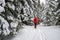 Single female tourist on a Winter snowy hiking trail, going pass snow covered fir trees, alongside ski tracks on the ground