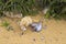 Single Fennec fox, Vulpes zerda, with prey in a zoological garden