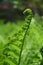 A single fern frond in a forest in selective focus