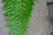 single fern leaf on top of a grey rock