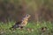 Single Fieldfare bird on grassy wetlands in spring season
