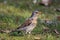 Single Fieldfare bird on grassy wetlands in spring season