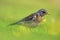 Single Fieldfare bird in a green grass