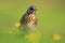 Single Fieldfare bird in a green grass in spring