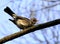 Single Fieldfare bird on a tree branch in spring season