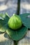 A single fig sitting on a fig leaf on top of a wooden bench in dappled sunshine.