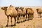 Single File Bactrian Two Hump Camels Gobi Desert