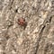 Single fire bug Pyrrhocoris apterus on a trunk