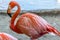 A single flamingo close up. Beautiful birds of the world.