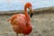 A single flamingo close up. Beautiful birds of the world.