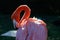 Single flamingo preening feathers in the sun