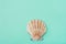 Single Flat Semi Circle Sea Shell on Turquoise Background. Minimalist Modern Style. Funky Trendy Colors. Template for Poster