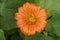 Single flower of bright orange Mexican Sunflower, Tithonia rotundifolia â€˜Goldfingerâ€™, wet with rain. Dark green leaves behind