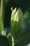 A single flower bud of a Tulip (Tulipa) in the morning sun in Spring