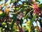 Single flower and buds of winter daphne, Daphne odora