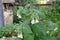 A single flower bush between large leaves Photo from a professional angle