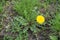 Single flower of dandelion in open uncultivated land