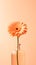 A single flower in a glass vase on a table, peach fuzz, color of the year 2024, monochromatic image