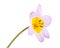 Single flower of a lilac and yellow tulip isolated