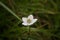 Single flower of marsh grass of Parnassus