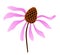 Single flower medicinal Echinacea purple