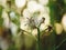 Single flower with opaque background lighting