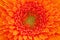 Single flower of orange gerbera macro